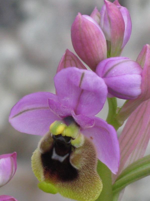 Ophrys tenthredenifera ?